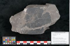 Foto (Objekt + Etikett) von Cordaites sp.  (NHMW-GEO-2024-0188-11145)
